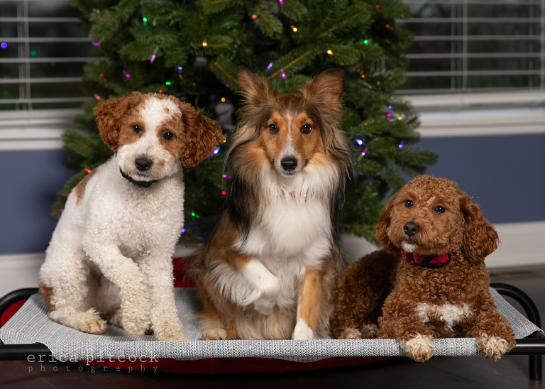 columbus ohio family photographer