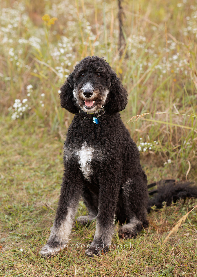Columbus Ohio dog photographer